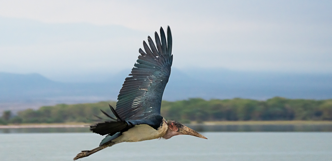 Marabou Stork